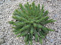 vignette Euphorbia flanaganii