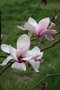 vignette Magnolia 'Purple Globe'