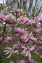 vignette Magnolia 'Randy'