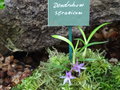vignette Dendrobium seranicum