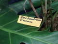 vignette Epidendrum purum