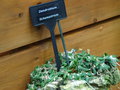vignette Dendrobium lichenastrum