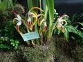 vignette Maxillaria triloris
