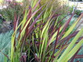 vignette Imperata cylindrica 'Red Baron'