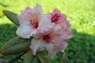 vignette Rhododendron 'x'