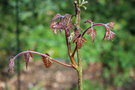 vignette Koelreuteria paniculata var. apiculata au dbourrement