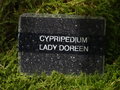 vignette Cypripedium 'Lady Doreen'