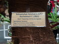 vignette Bulbophyllum falcatum