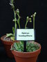vignette Ophrys bombyliflora