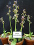 vignette Ophrys tenthredinifera