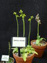 vignette Ophrys secula