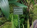 vignette Dendrochilum yuccaefolium