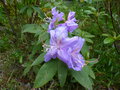 vignette Rhododendron augustinii electra au 27 04 15