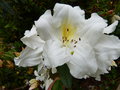 vignette Rhododendron fragantissimum trs parfum gros plan des grandes fleurs au 22 04 15