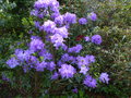 vignette Rhododendron augustinii Lassonii au 26 04 15