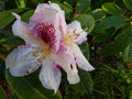 vignette Rhododendron Extraordinaire premires fleurs magnifiques autre vue au 28 04 15