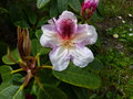 vignette Rhododendron Extraordinaire premires fleurs magnifiques au 28 04 15
