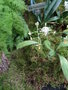 vignette Ponthiva maculata