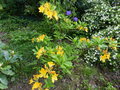 vignette Rhododendron Lingot d'or qui parfume son environnement au 28 04 15