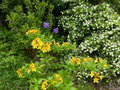 vignette Rhododendron Lingot d'or qui parfume son environnement autre vue au 28 04 15