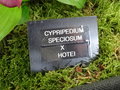 vignette Cypripedium speciosum x hotei