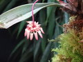 vignette Bulbophyllum auratum