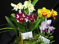 vignette RHS Orchid Show et congres Europen - Londres 2015 /The European Orchid Show and Conference - London 2015