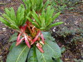 vignette Rhododendron Macabeanum KW7724 nouvelles pousses et rubans rouges au 19 04 15