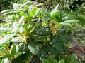 vignette Rhododendron Barbatum en pleine pousse au 28 04 15