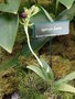 vignette Ophrys fusca
