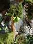 vignette Oberonia longissima