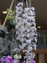 vignette Dendrobium aphyllum