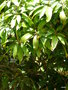 vignette 052-Ponta do Sol , Mangifera indica , manguier