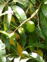 vignette 053-Ponta do Sol , Mangifera indica , manguier
