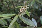 vignette Osmanthus decorus