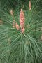 vignette Pinus pinaster