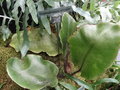 vignette Elaphoglossum crinitum