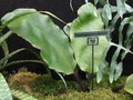 vignette Elaphoglossum crinitum