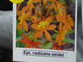vignette Epidendrum radicans 'Seidei'