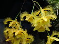 vignette Dendrobium harveyanum