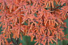 vignette Aloe striata  (fleurs)