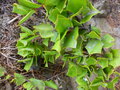 vignette GRISELINIA jodinifolia