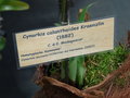 vignette Cynorkis calanthoides