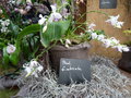 vignette Phalaenopsis fimbriata