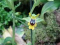 vignette Ophrys lutea ssp murbeckii