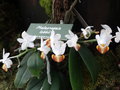 vignette Phalaenopsis lobbii