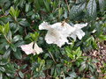 vignette Rhododendron lindleyi