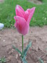 vignette Tulipa