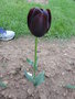 vignette Tulipa 'Queen of Night'