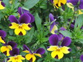 vignette Viola cornuta bicolore